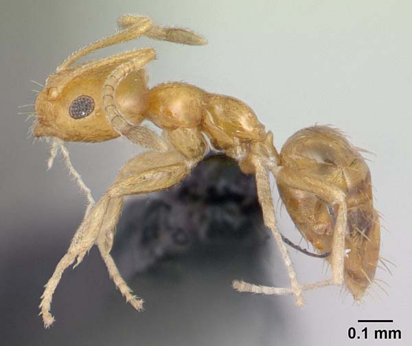 Little yellow ant | Plagiolepis alluaudi photo