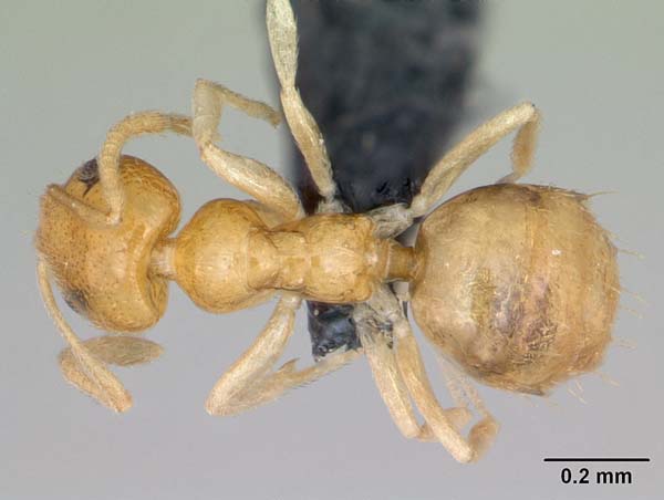Little yellow ant | Plagiolepis alluaudi photo