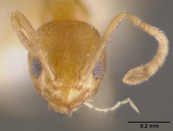 Little yellow ant | Plagiolepis alluaudi photo