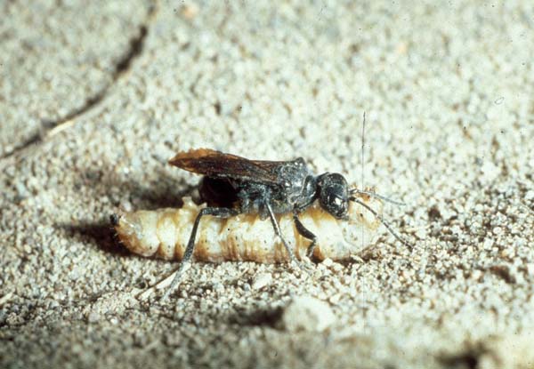 Sphecid wasp | Podalonia valida photo