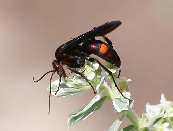 Spider Wasp | Poecilopompilus algidus photo