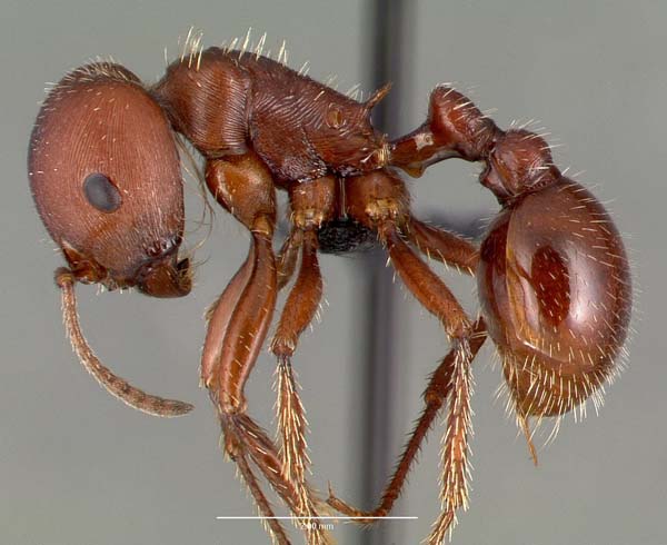 Red harvester ant | Pogonomyrmex barbatus photo