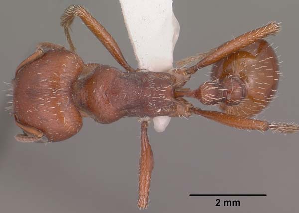 Red harvester ant | Pogonomyrmex barbatus photo