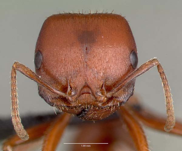 Red harvester ant | Pogonomyrmex barbatus photo