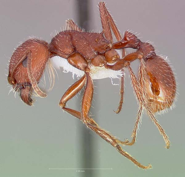 Western harvester ant | Pogonomyrmex occidentalis photo