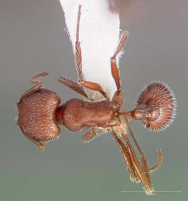 Western harvester ant | Pogonomyrmex occidentalis photo