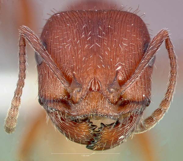 Western harvester ant | Pogonomyrmex occidentalis photo
