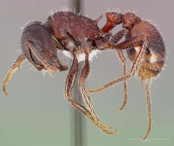 Rough harvester ant | Pogonomyrmex rugosus photo