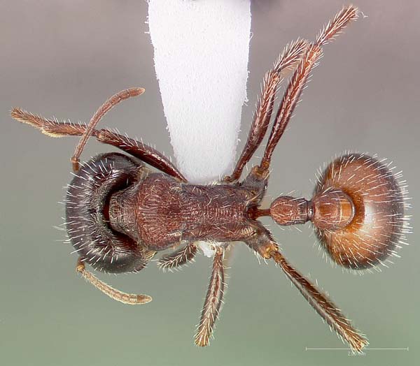 Rough harvester ant | Pogonomyrmex rugosus photo