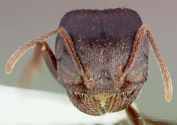 Rough harvester ant | Pogonomyrmex rugosus photo