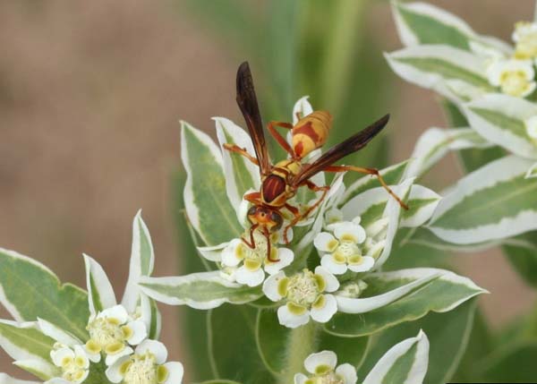 Paper wasp | Polistes apachus photo