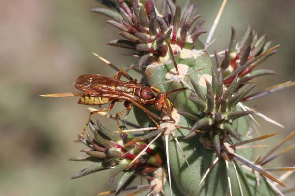 Paper wasp | Polistes apachus photo