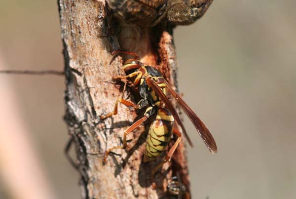 Golden paper wasp | Polistes aurifer photo