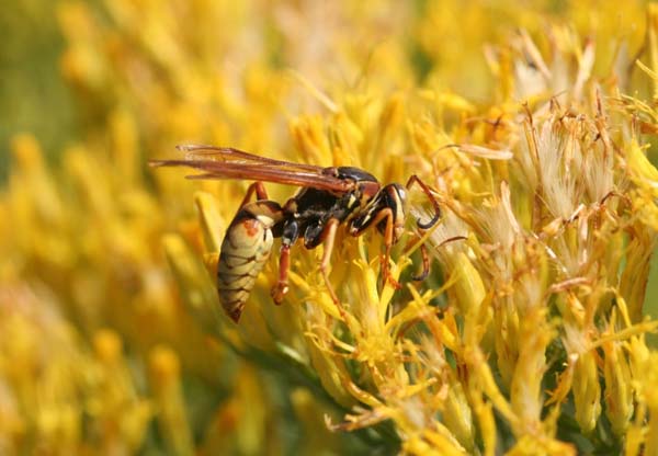 Golden paper wasp | Polistes aurifer photo