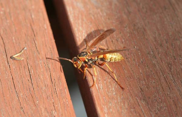 Golden paper wasp | Polistes aurifer photo