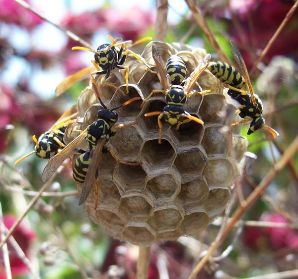 Paper wasp | Polistes dominula photo