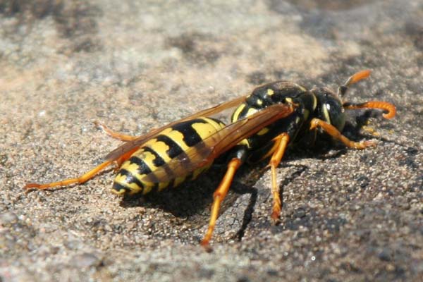 Paper wasp | Polistes dominula photo