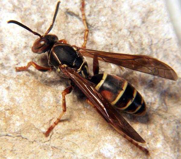 Paper wasp | Polistes fuscatus photo