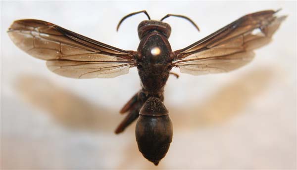 Paper wasp | Polistes metrica photo