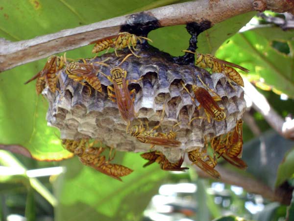 Macao paper wasp | Polistes olivaceus photo