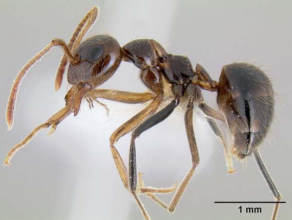 False honey ant | Prenolepis imparis photo
