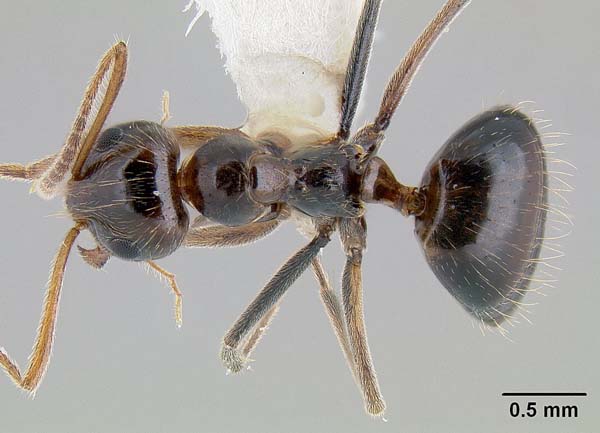 False honey ant | Prenolepis imparis photo