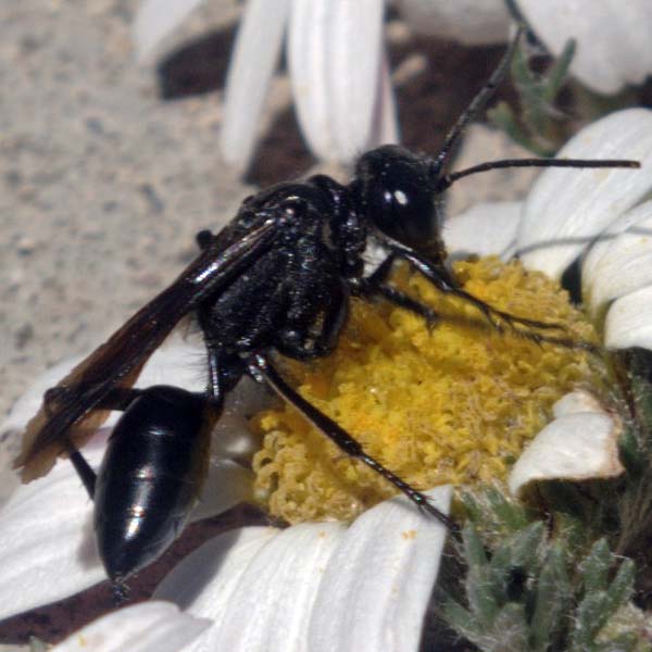 Sphecid wasp | Prionyx atratus photo