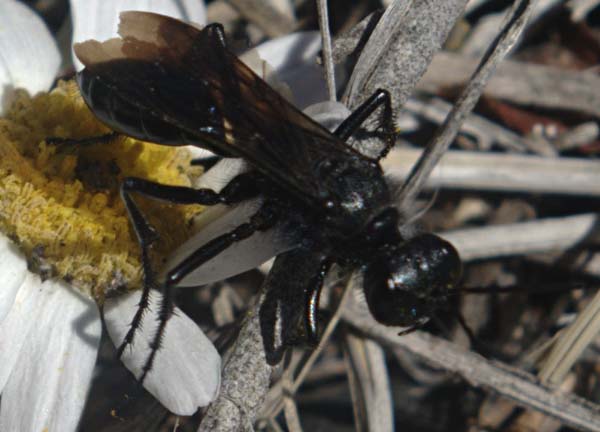 Sphecid wasp | Prionyx atratus photo