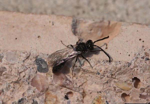 Sphecid wasp | Pseneo punctatus photo