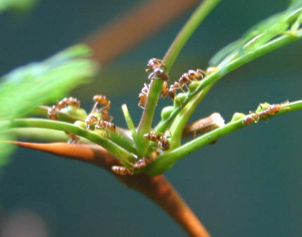 Acacia-ants | Pseudomyrmex ferrugineus photo