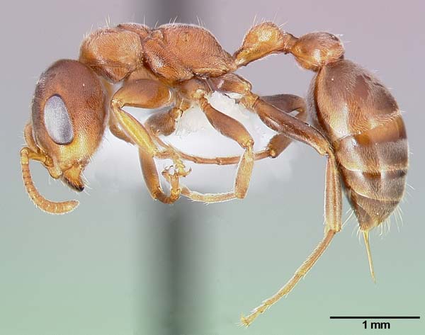 Acacia-ants | Pseudomyrmex ferrugineus photo