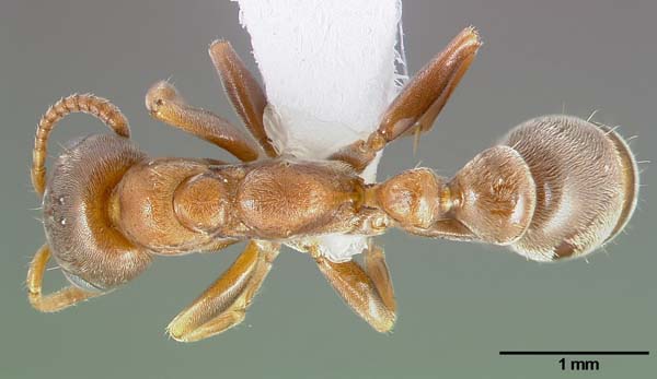 Acacia-ants | Pseudomyrmex ferrugineus photo