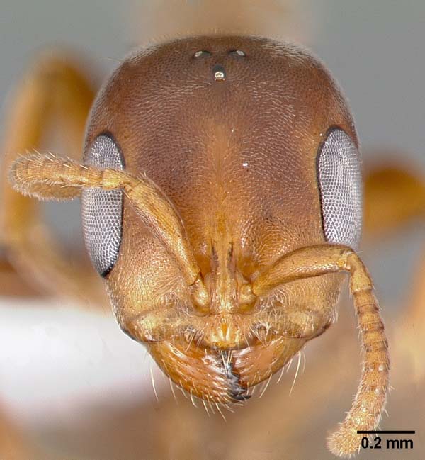 Acacia-ants | Pseudomyrmex ferrugineus photo