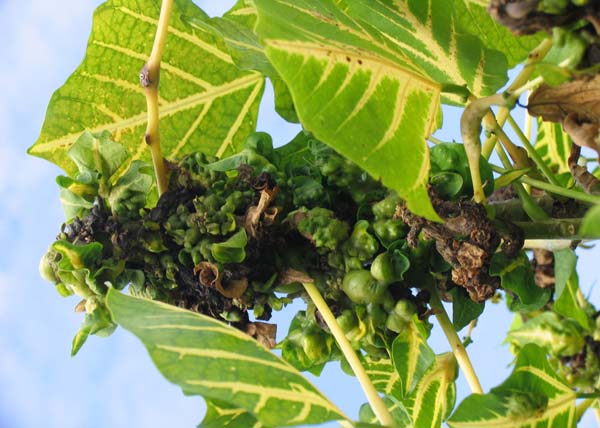 Erythrina gall wasp | Quadrastichus erythrinae photo