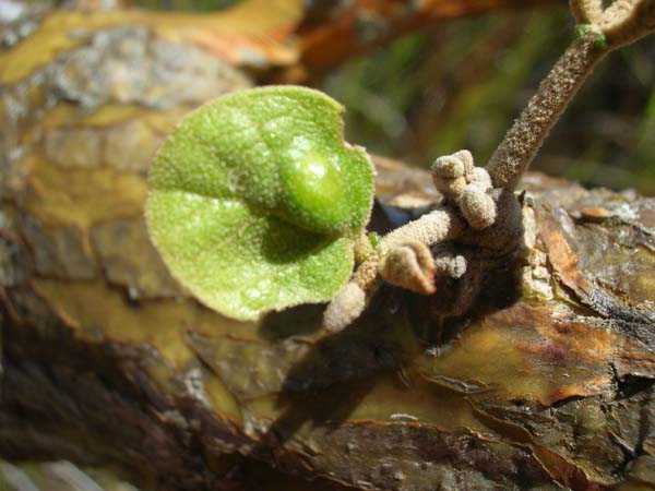 Erythrina gall wasp | Quadrastichus erythrinae photo