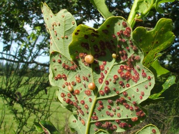 Cynipid gall wasp | Cynips divisa photo