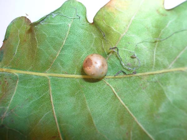 Cynipid gall wasp | Cynips divisa photo