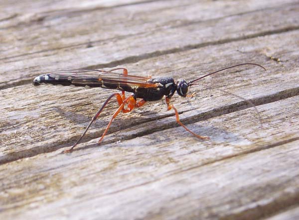 Giant ichneumon wasp | Rhyssa persuasoria photo