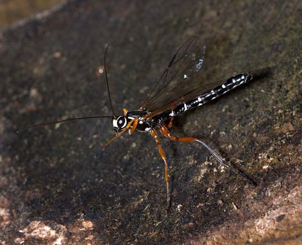 Giant ichneumon wasp | Rhyssa persuasoria photo