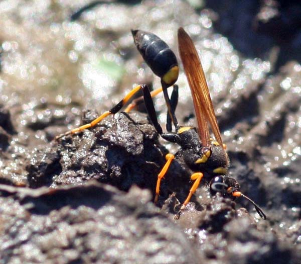 Black and yellow mud dauber | Sceliphron caementaria photo