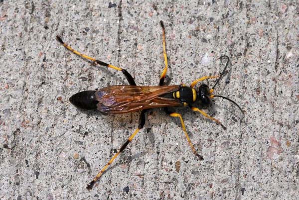 Black and yellow mud dauber | Sceliphron caementaria photo