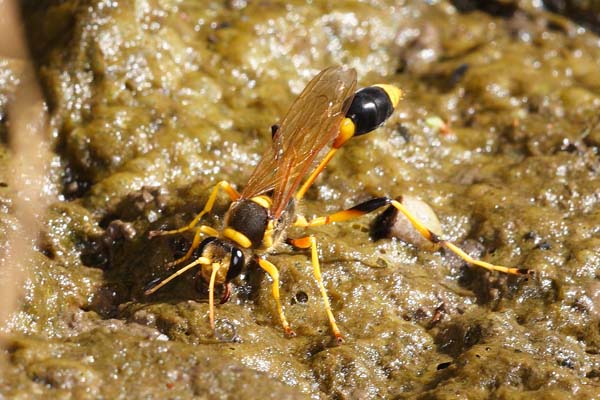 Sphecid wasp | Sceliphron laetum photo