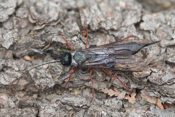 Blue horntail woodwasp | Sirex cyaneus photo