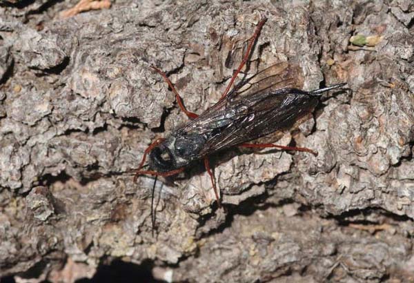 Blue horntail woodwasp | Sirex cyaneus photo