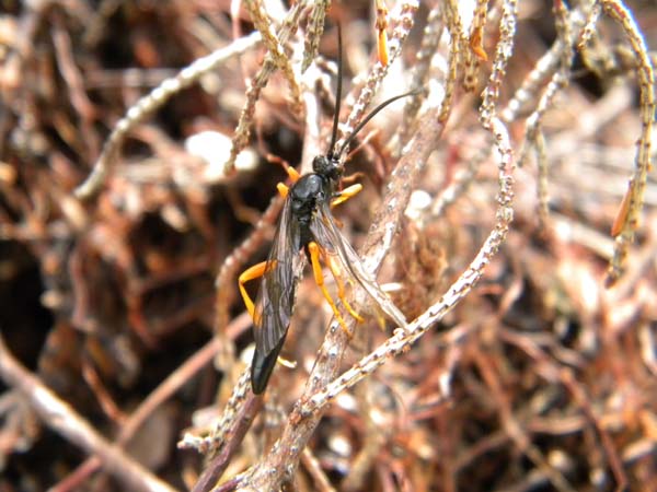 Siricid woodwasps | Sirex juvencus photo