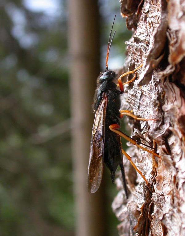 Siricid woodwasps | Sirex juvencus photo