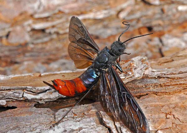 Woodwasp | Sirex nigricornis photo