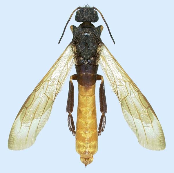 Woodwasp | Sirex nigricornis photo
