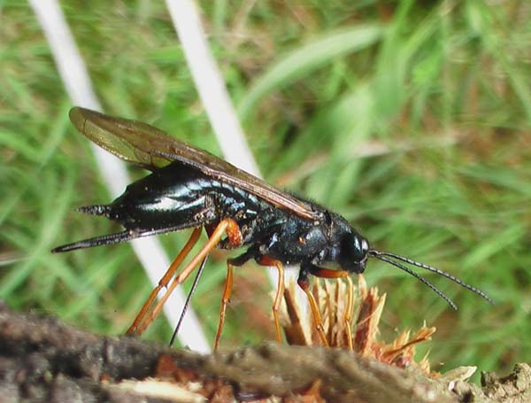 Sirex woodwasp | Sirex noctilio photo