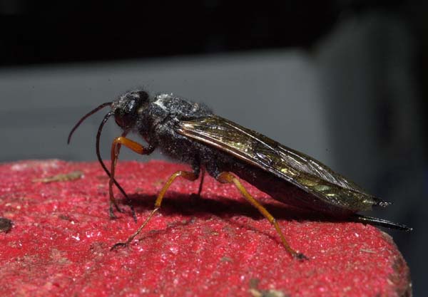 Sirex woodwasp | Sirex noctilio photo